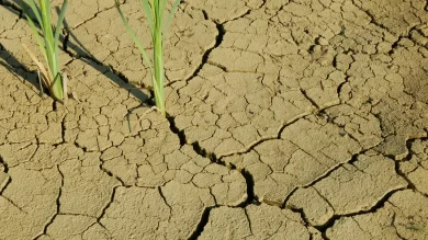 soils in india
