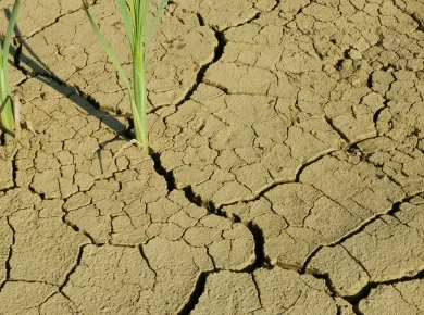 soils in india