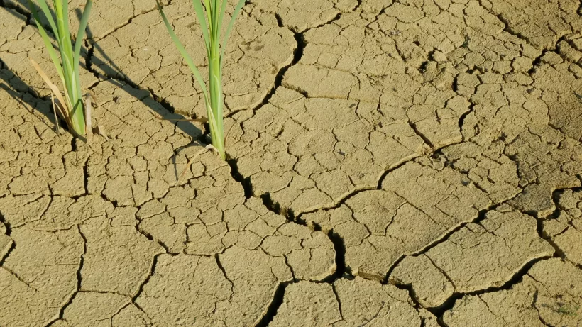 soils in india