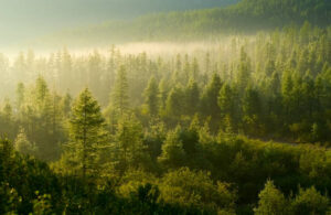 Coniferous Taiga