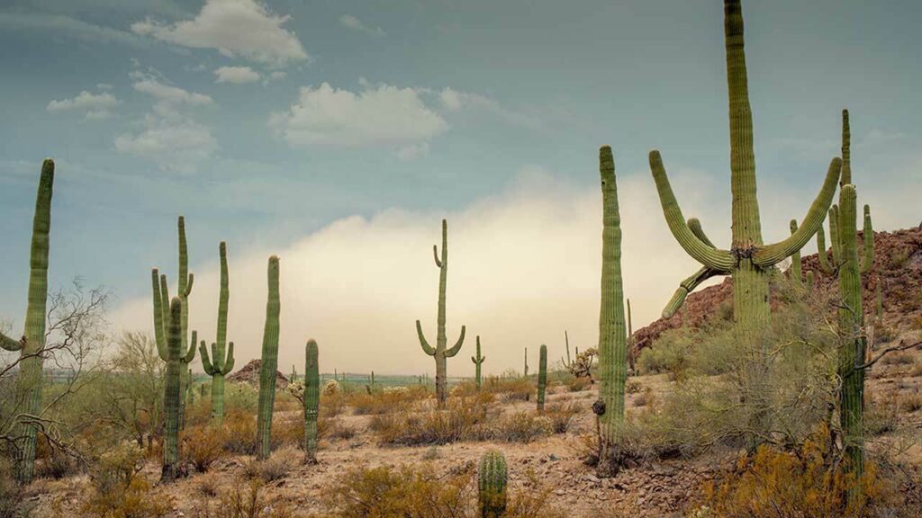 Desert Vegetation