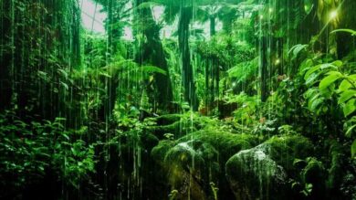 Hot Wet Equatorial Climate