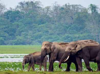 National Parks & Wildlife Sanctuaries in India