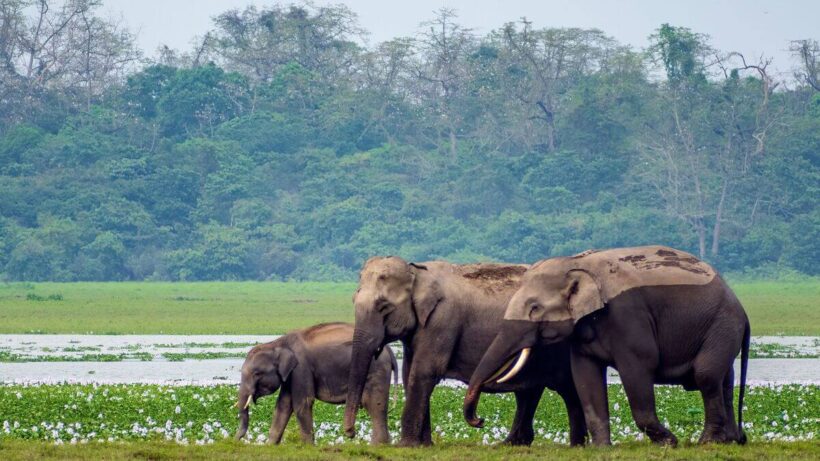 National Parks & Wildlife Sanctuaries in India