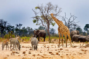Savanna Animals