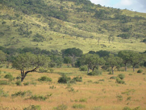 Savanna Vegetation