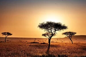 Savanna forests