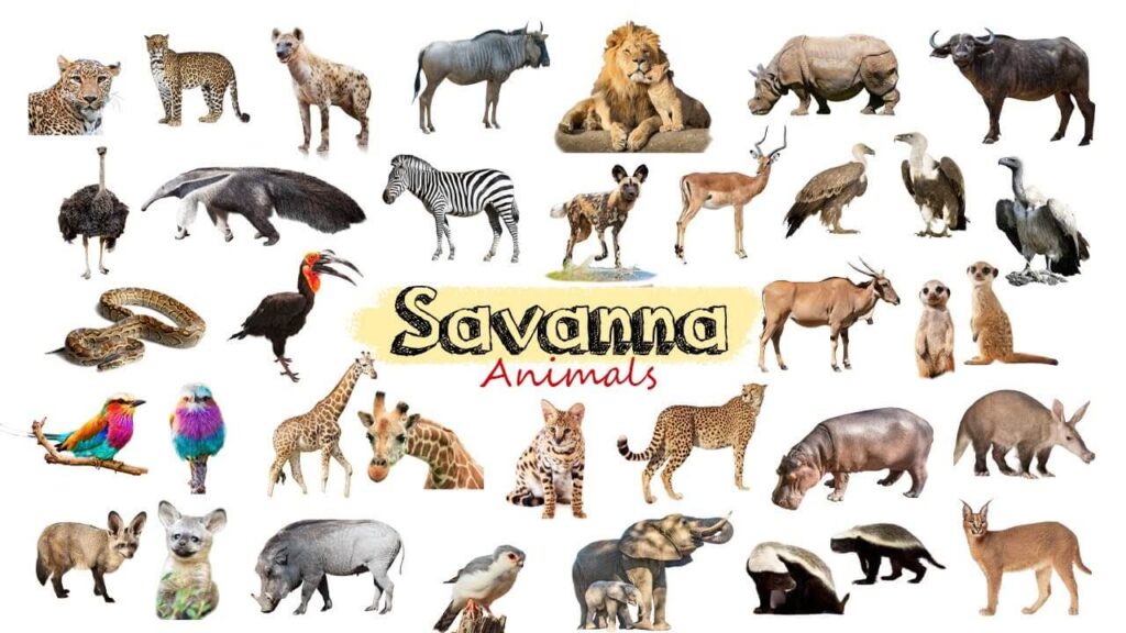 Savannah Animals