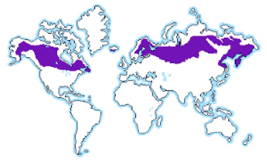 Siberian Climate