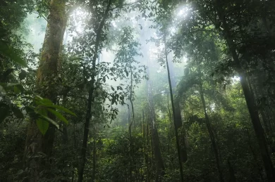 Tropical Monsoon Climate and Tropical Maritime Climate