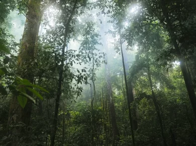 Tropical Monsoon Climate and Tropical Maritime Climate