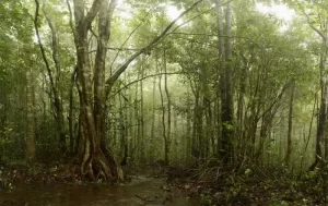 Tropical Monsoon Forests