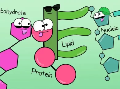 Biotechnology, Vitamins, Carbohydrates, Proteins, Lipids, Nucleic Acid