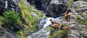 Great Himalayan National Park Conservation Area