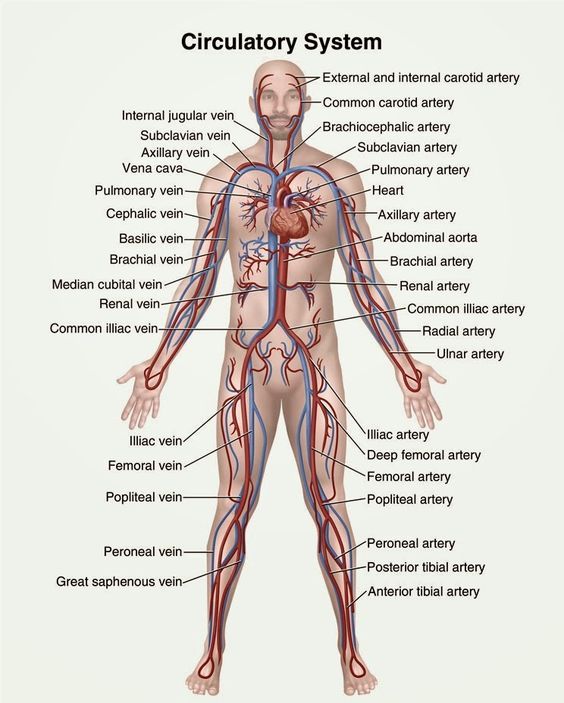 Circulatory System in the Humans