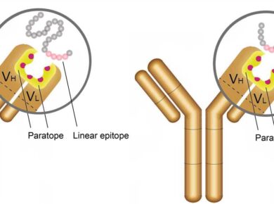 Antigen & Antibody