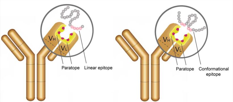 Antigen & Antibody