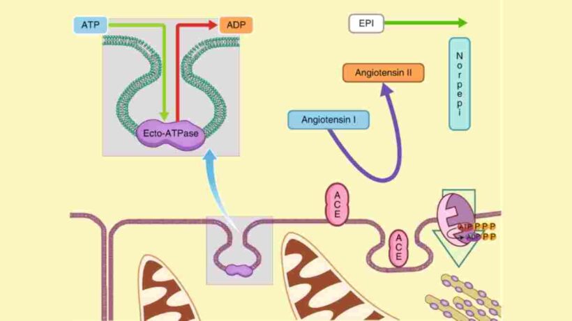 Non Respiratory Functions