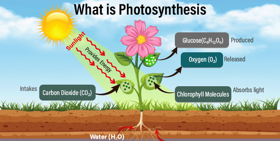 Photosynthesis