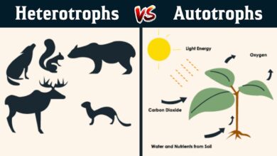Autotrophs & Heterotrophs