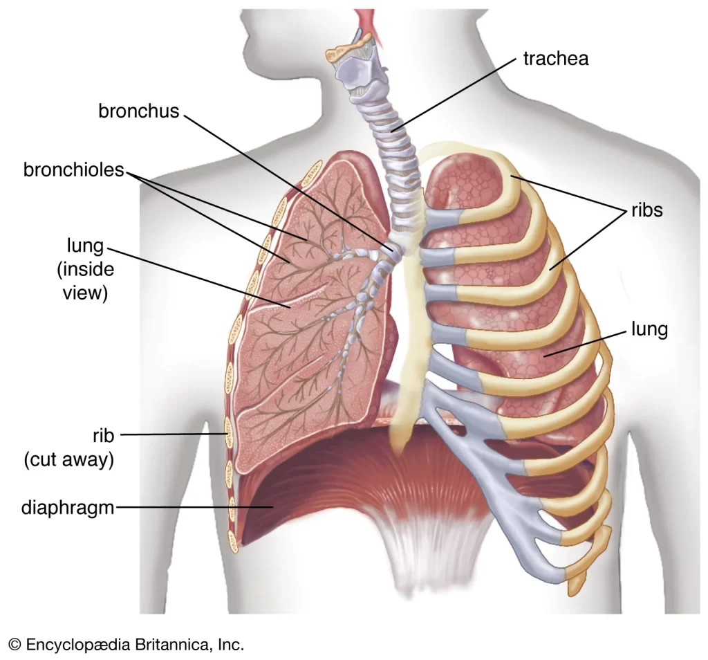 The Respiratory System