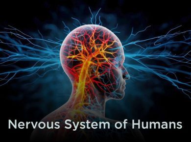 Nervous System of Humans