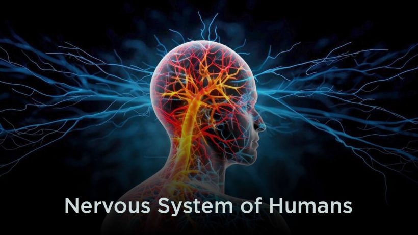 Nervous System of Humans