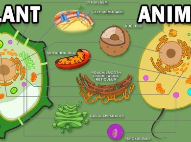 Difference between Plant cell and Animal Cell