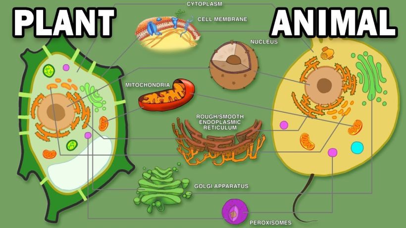 Difference between Plant cell and Animal Cell