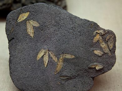 4-million-year-old fossil leaves in Assam reveal extinct plant link to Western Ghats