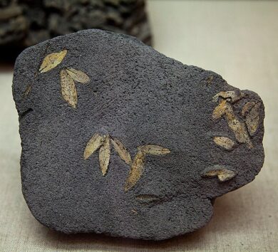 4-million-year-old fossil leaves in Assam reveal extinct plant link to Western Ghats