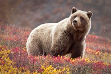 Bear Attacks Anchorage Warning: Hikers Alerted After Two Recent Maulings
