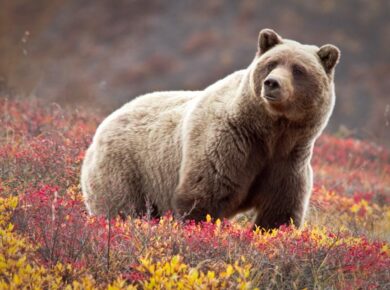 Bear Attacks Anchorage Warning: Hikers Alerted After Two Recent Maulings