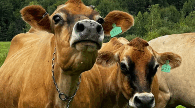Red Line Dispute: India Rejects US Pressure Over 'Non-Veg Milk'