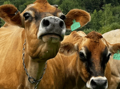 Red Line Dispute: India Rejects US Pressure Over 'Non-Veg Milk'
