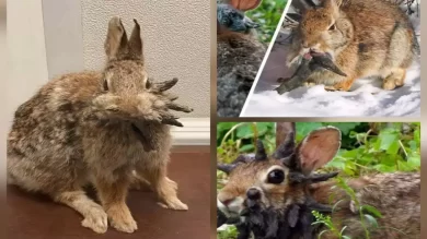 Cottontail Papilloma Virus Causes Horn‑Like Growths in Colorado Rabbits – Cottontail Papilloma Virus Explained
