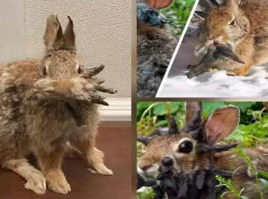 Cottontail Papilloma Virus Causes Horn‑Like Growths in Colorado Rabbits – Cottontail Papilloma Virus Explained