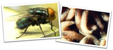 New World Screwworm Human Case 2025: First Flesh-Eating Parasite Confirmed in U.S.
