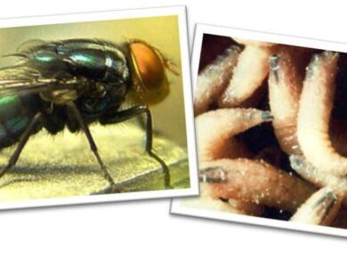 New World Screwworm Human Case 2025: First Flesh-Eating Parasite Confirmed in U.S.