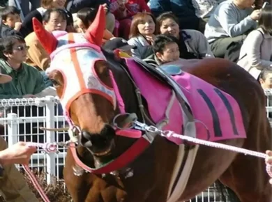 Haru Urara Dies at 29: Beloved ‘Shining Star of Losers’ Racehorse Passes Away