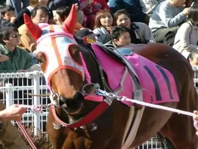 Haru Urara Dies at 29: Beloved ‘Shining Star of Losers’ Racehorse Passes Away
